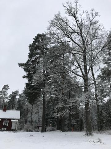 Tammikko *